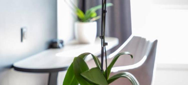 Nemea欧洲韦利齐维拉库布莱酒店公寓(Nemea Appart Hotel Europe Velizy Villacoublay)图片