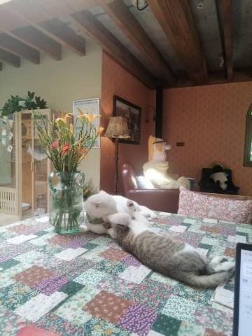 树下小白屋·小羊肖恩主题民宿(安吉白茶观景平台店)图片