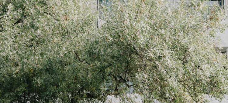 Wilde 里斯本 Liberdade(Wilde Aparthotels Lisbon Liberdade)图片