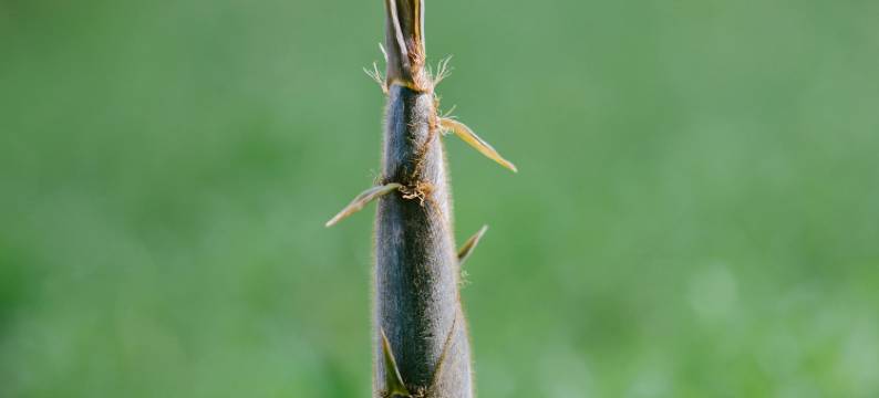 长兴芳草地度假酒店图片