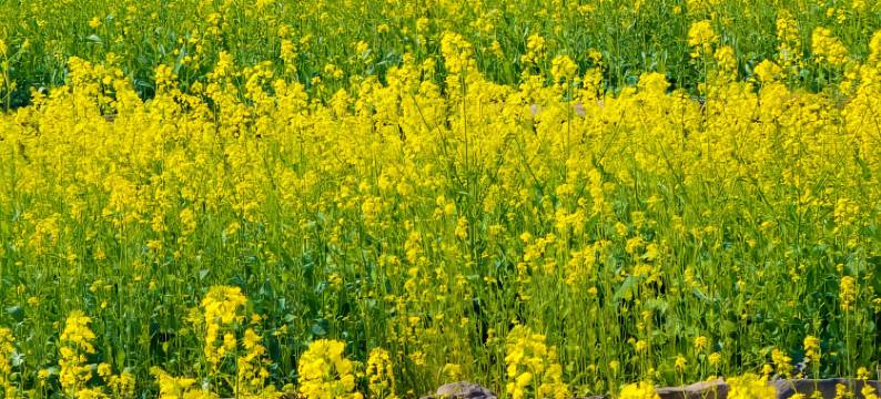 三穗良栖轻居智能酒店(三穗县人民政府高铁站店)图片