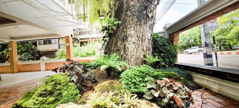 大树老城酒店(Big Tree Old Town Hotel)图片