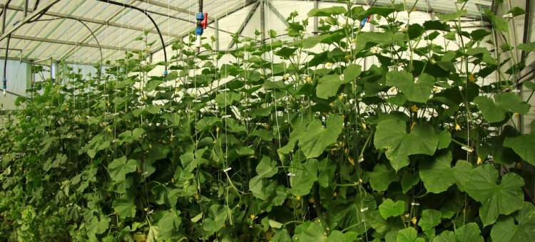 察右中旗艺欣苑民宿图片