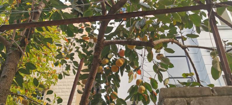 青霖小筑青旅民宿图片