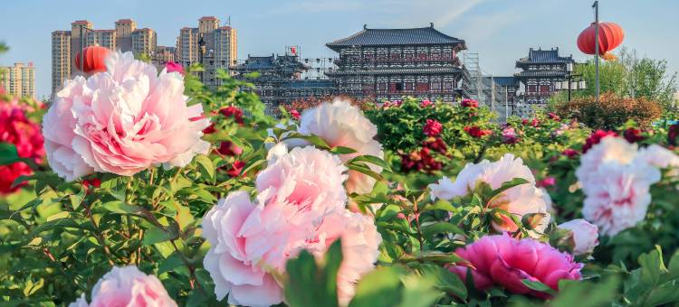 洛阳叁拾玖号民宿(洛邑古城十字街丽景门店)图片