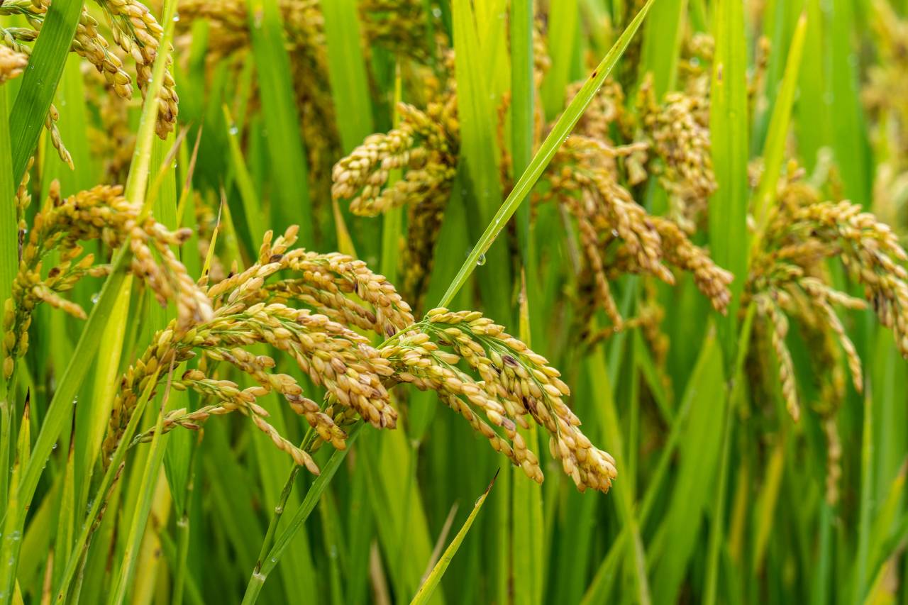 乌镇乌村酒店图片