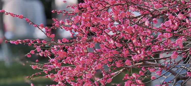 泊宁酒店(宁波东部新城会展店)图片