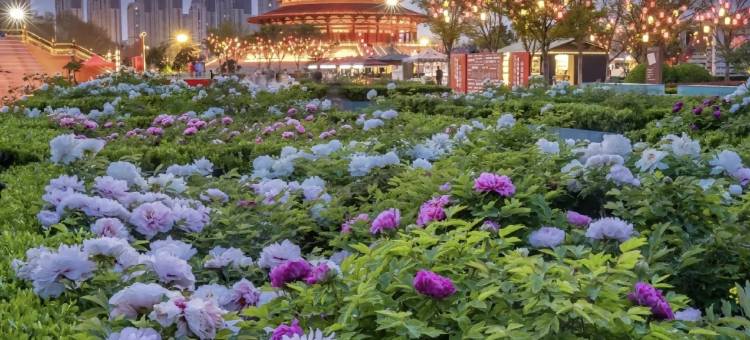 洛阳牡丹城宾馆(牡丹广场地铁站万达店)图片