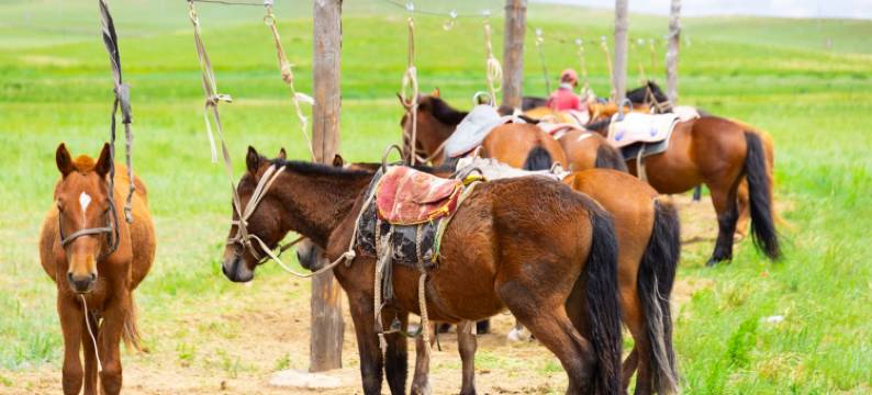 希拉穆仁·梦旅星空营地图片