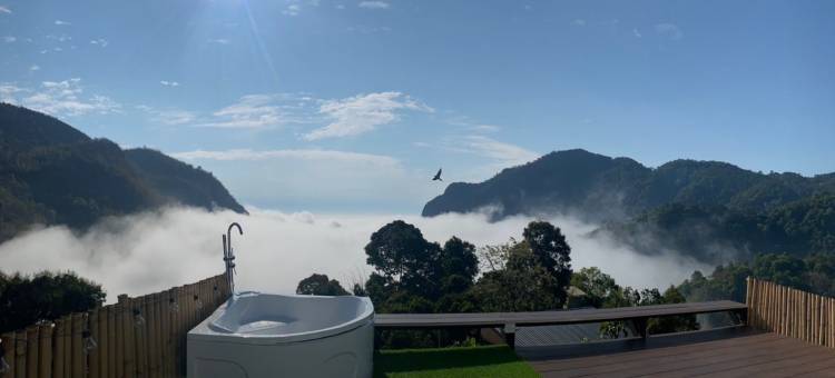 塌吗茶(Tham ma chard)图片