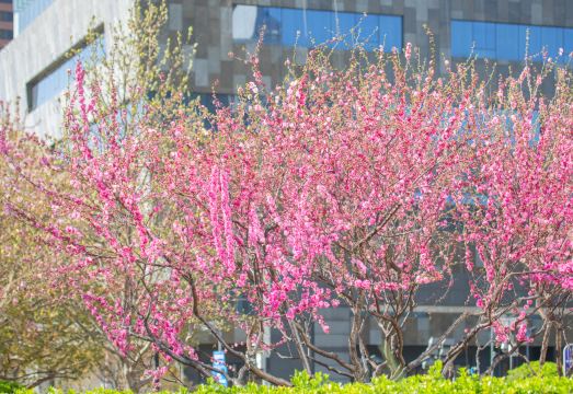 The Westin Beijing ChaoyangHotel Overview