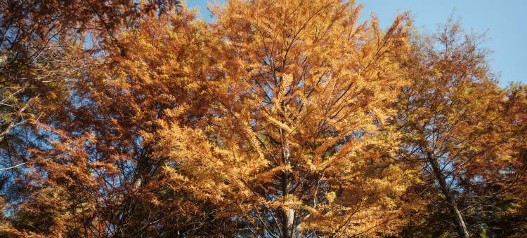 见吾乡·崃漫度假酒店(皖南川藏线店)图片