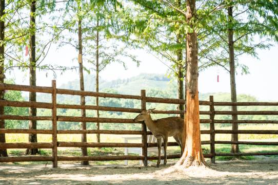 安吉绿郡龙山驿酒店图片
