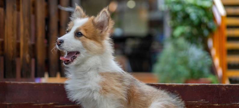森笃·古城观景·纳西风设计美宿(丽江古城北门大水车店)图片