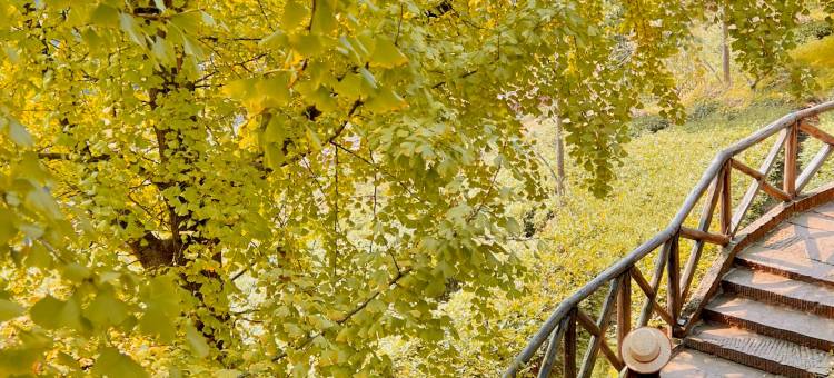 邛崃竹上花楸民宿图片