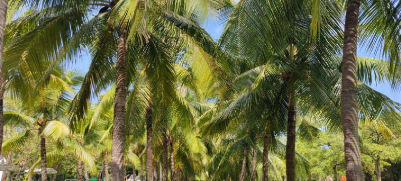 美丽豪酒店(海口骑楼老街店)图片