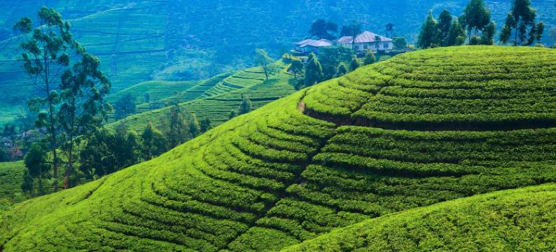 茶园别墅(Villa Tea Fields)图片