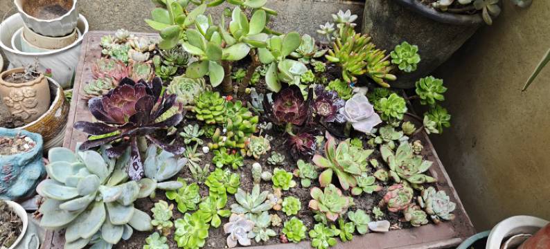 水云轩客栈(大理古城店)图片