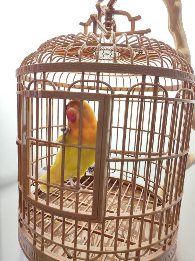 隐栖堂精品酒店(成都春熙路新南门地铁站店)图片