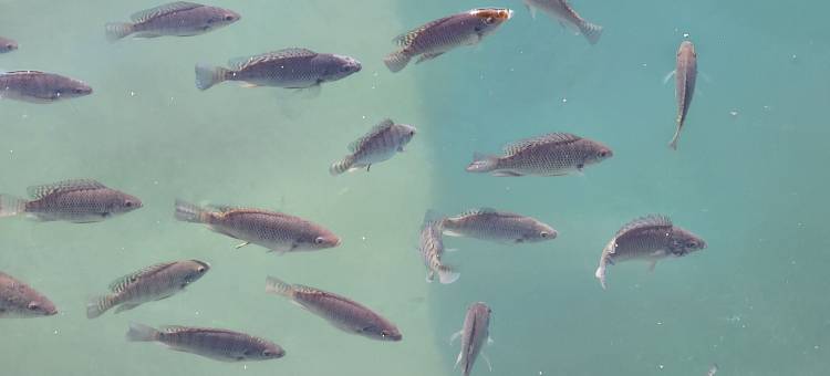 日月潭全家湖畔渡假山莊图片