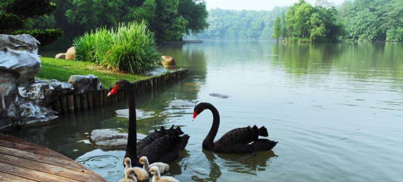 上海西郊宾馆图片