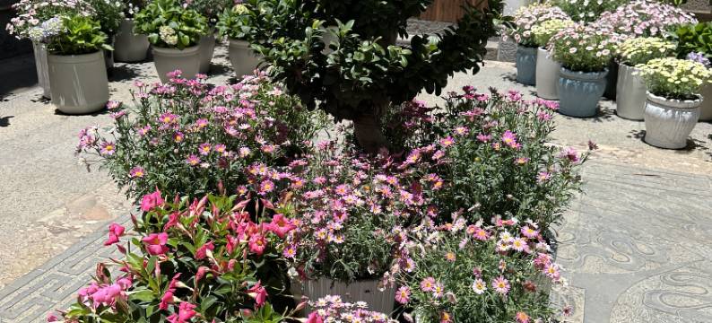 山茶半岛美宿(丽江束河古镇店)图片