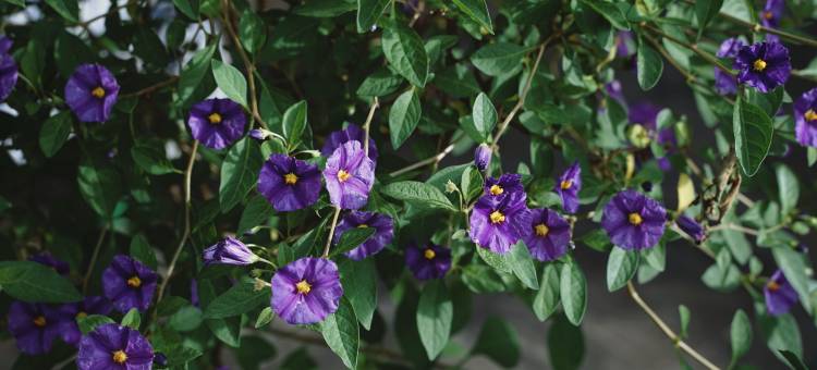 腾冲贝雷帽国际青年旅舍图片