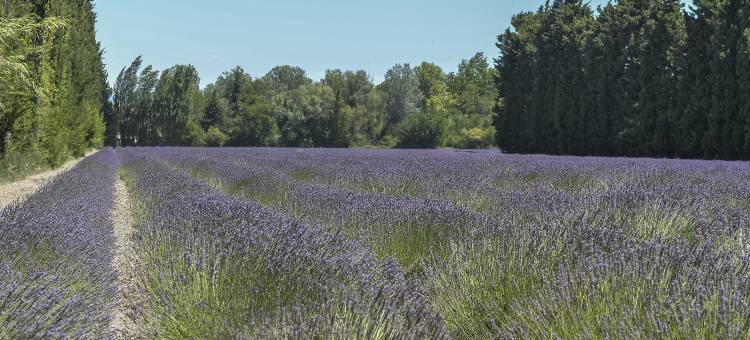 阳光假日-湖边住宅(Vacancéole – les Rives du Lac – Sun Hols)图片