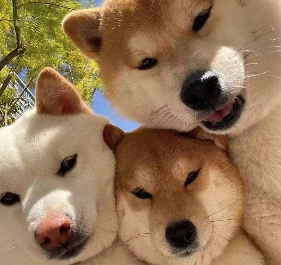 丽怡酒店(眉山丹棱桔橙店)图片