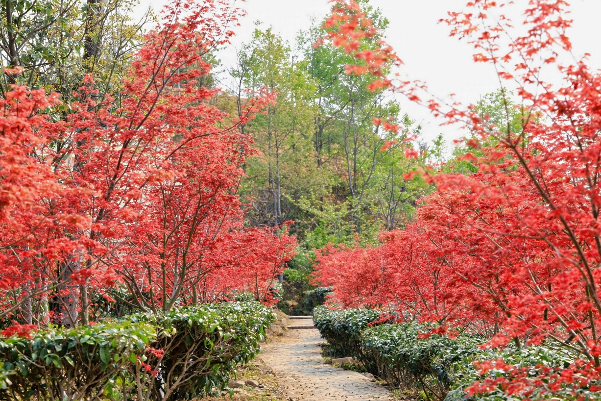 Xinfeng Lingnan maple leaves WorldHotel Overview