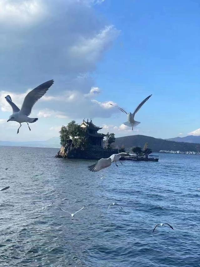 大理再顾海景庭院(洱海生态廊道店)图片