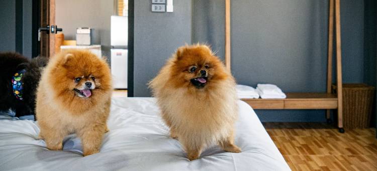 Baanmax Boutique Pet Resort & Lodge, Chiangrai图片