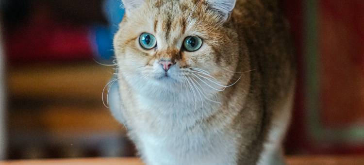 山古民宿(亚格塘店)图片