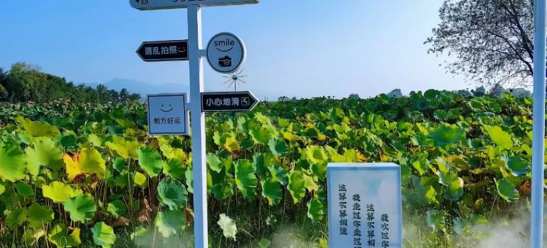 悦荷·百亩荷塘亲子度假民宿图片