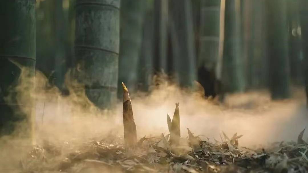 景宁梅俚雪乡温泉酒店(云中大漈店)图片