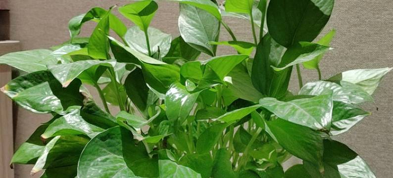 宜兴大世界酒店(良溪沐坞店)图片