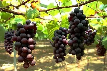 桐庐清境山庄·心动休闲农场图片