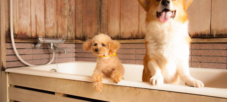 高山汪汪乐园酒店(Takayama Wan Wan Paradise Hotel & Cottage)图片