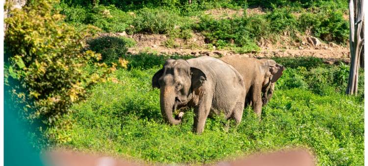 野生小屋大象保护区度假村(Wild Cottages Elephant Sanctuary Resort)图片