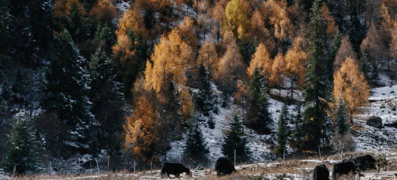 被梦叫醒酒店(双桥沟景区布达拉峰雪山公路打卡点店)图片