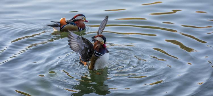 杭州香格里拉饭店·水知心居图片