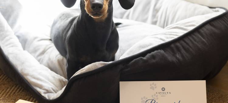 卡瓦尔塔精品酒店GL(Cavalta Boutique Hotel GL)图片