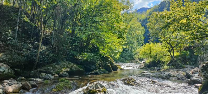 花筑奢·黄山苦株树故事民宿图片