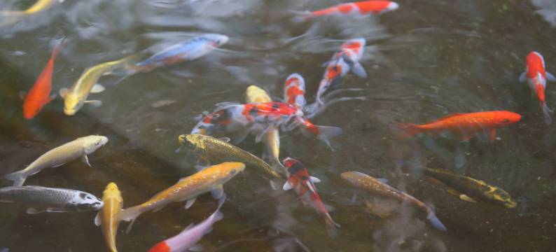 奥汤河原海石榴酒店(Oku Yugawara Tsubaki)图片
