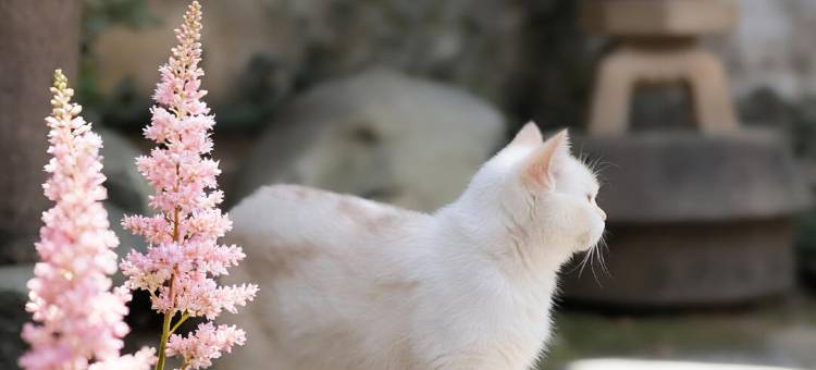 黄山蔓园见山设计师民宿图片