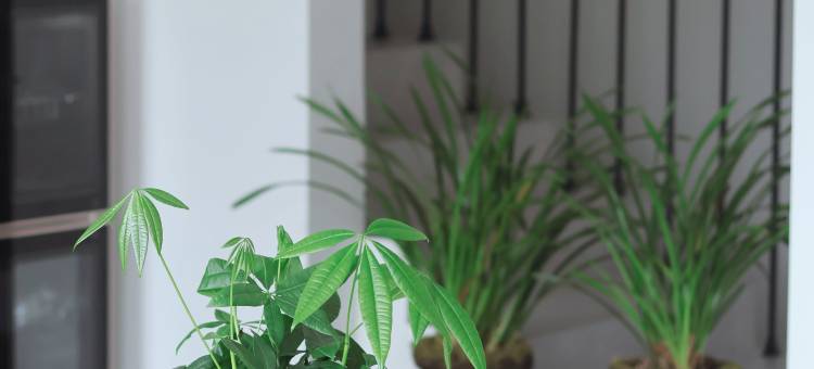 悦游绿荫小院(傣族古镇店)图片