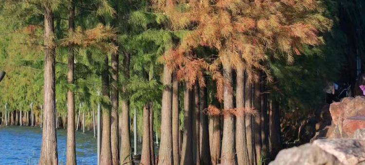 苏州福朋喜来登酒店图片