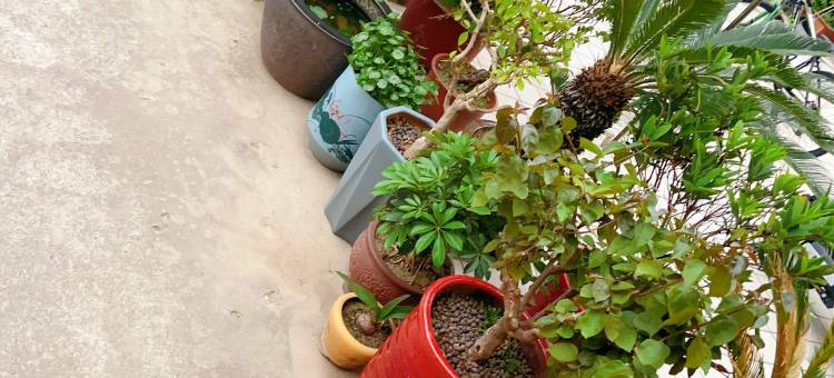盐城香格里拉宾馆(江苏医药职业学院 )图片