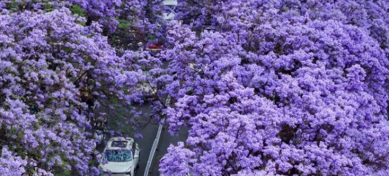 昆明花之城豪生国际大酒店图片