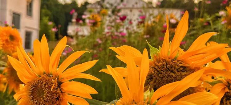 简宿秘密花园民宿(威海国际浴场火炬八街店)图片